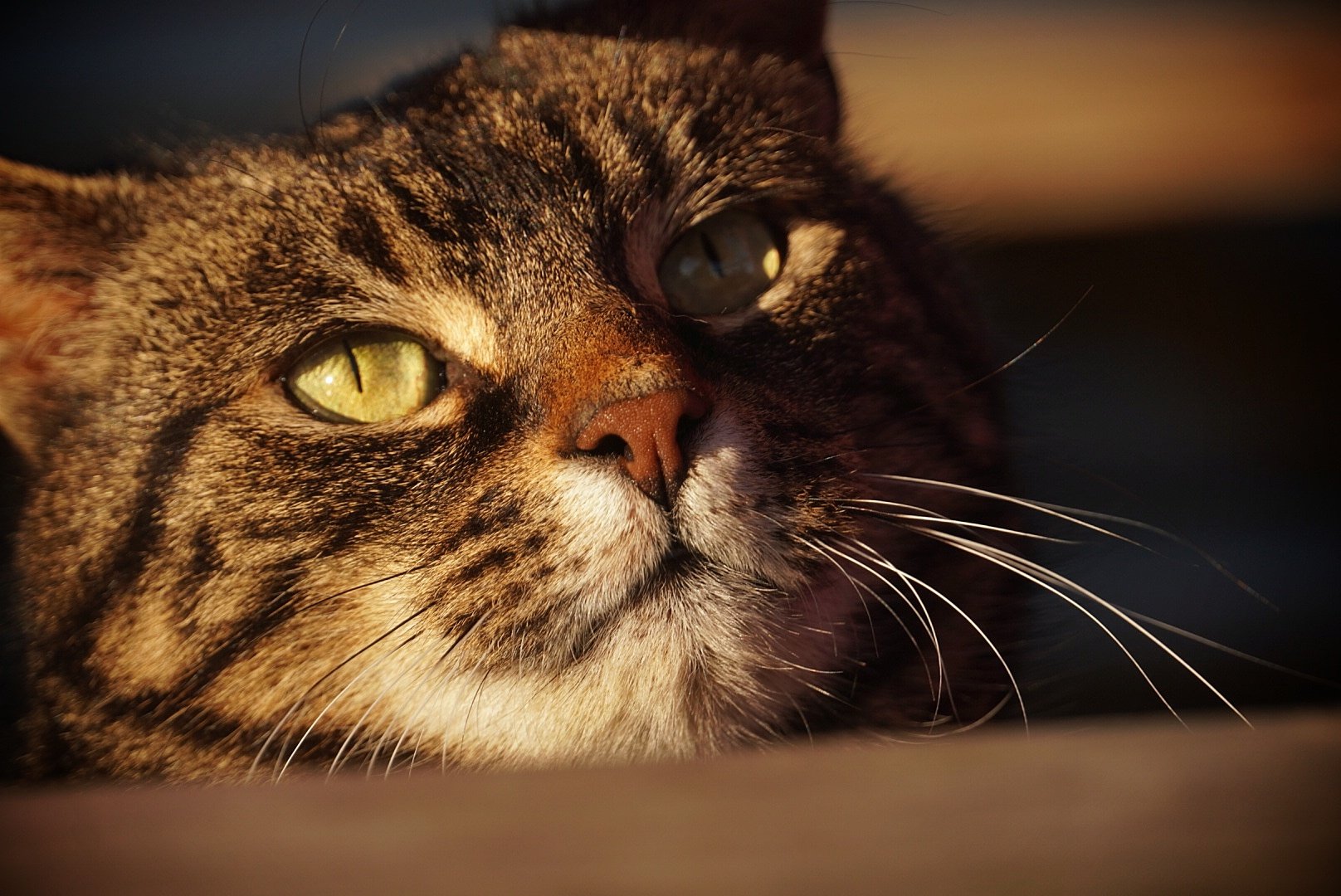Tabby cat portrait in warm evening light