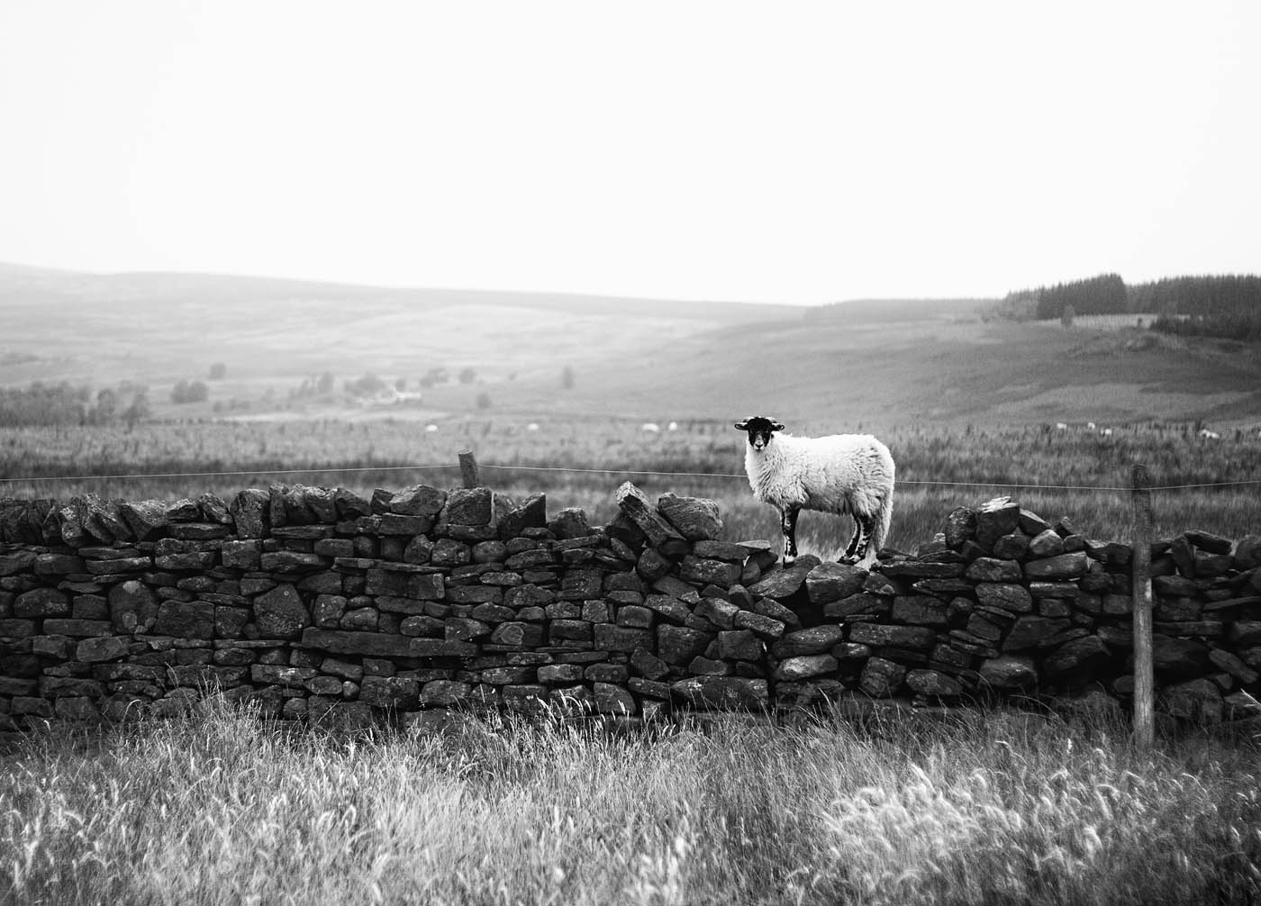 Sheep on a wall