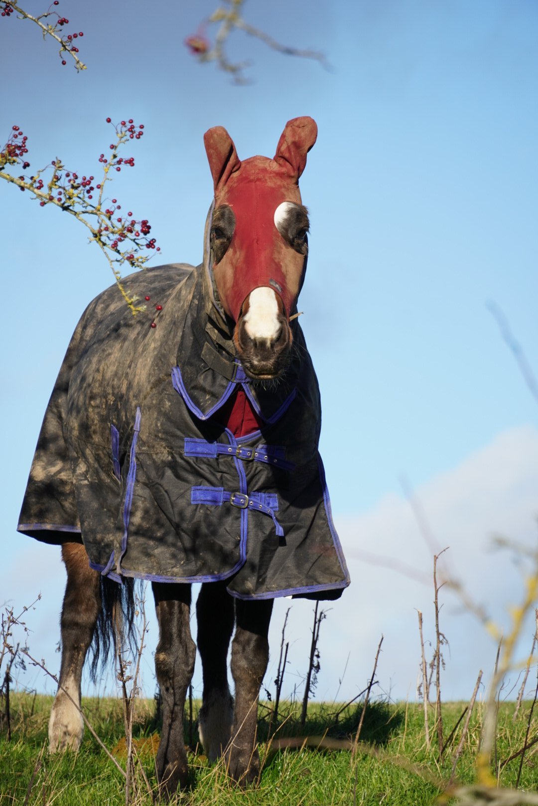 Horse in a winter rug and face mask standing in a field