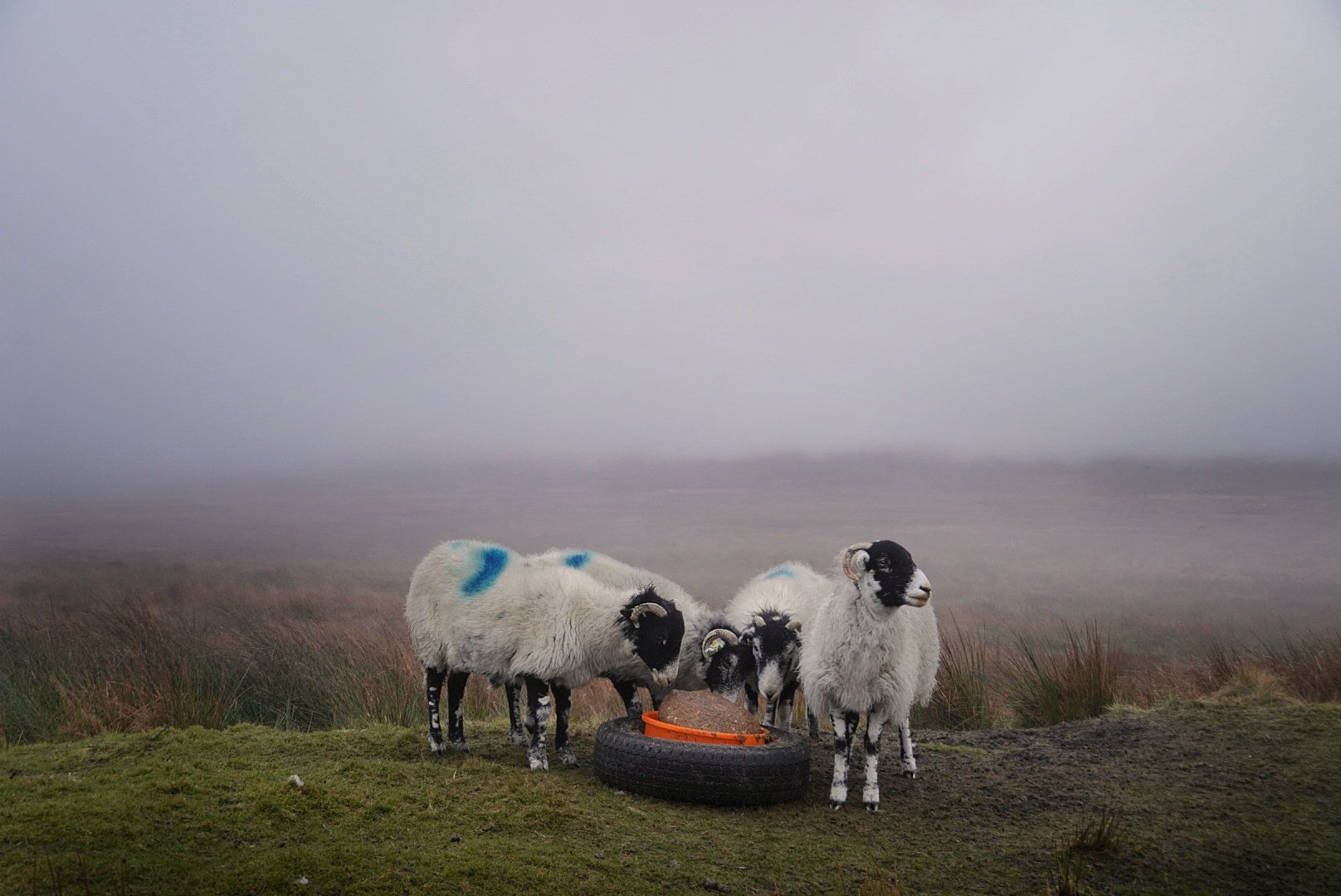 Three sheep huddled around a tyre feeder in thick moorland fog