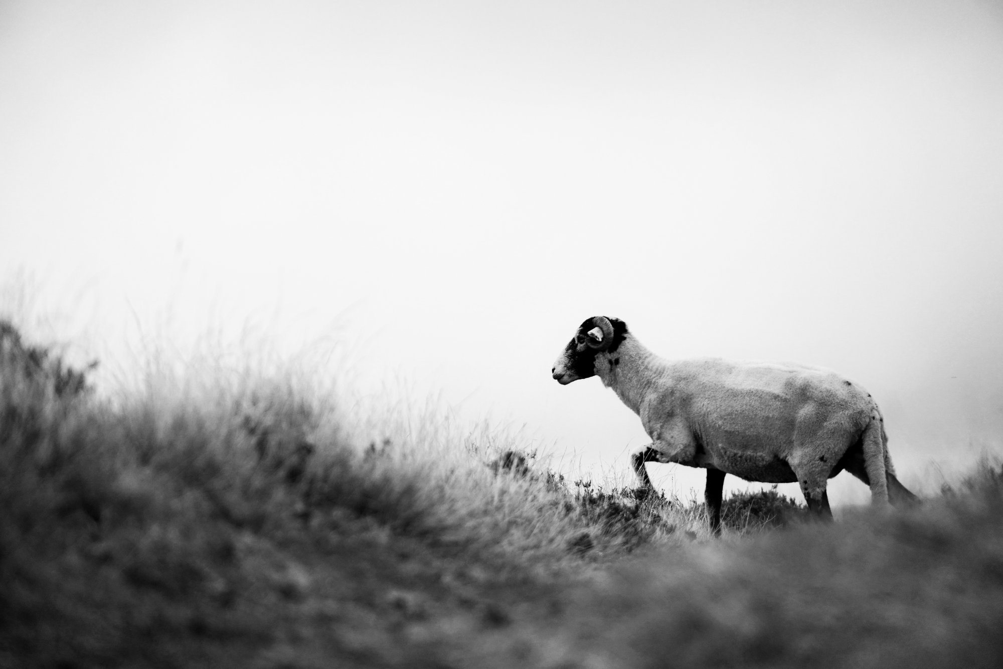 Lone sheep walking through moorland grass