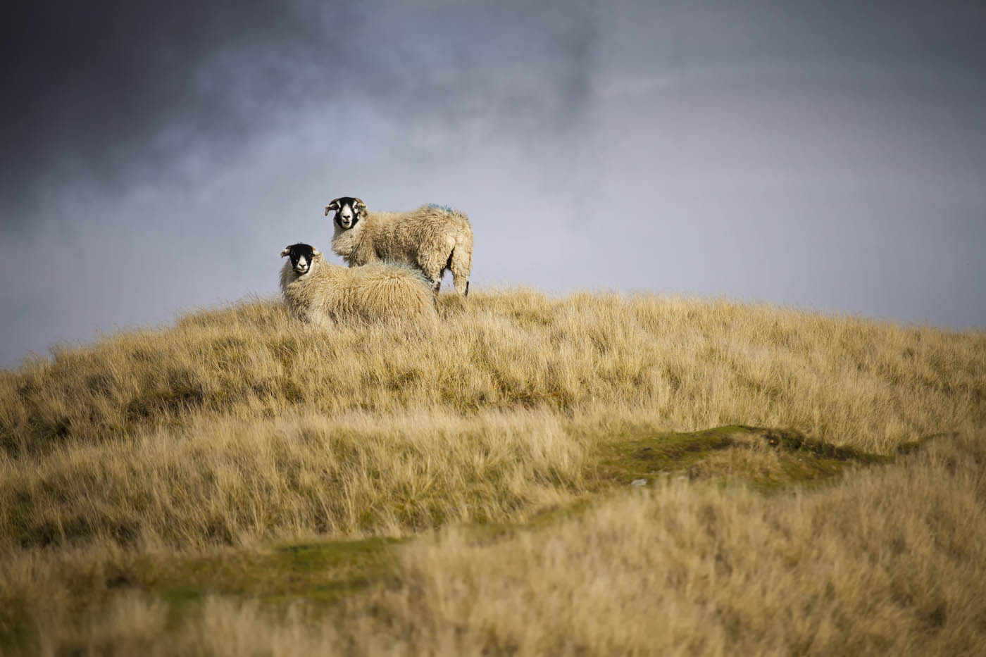 It's a sheep, on a hill