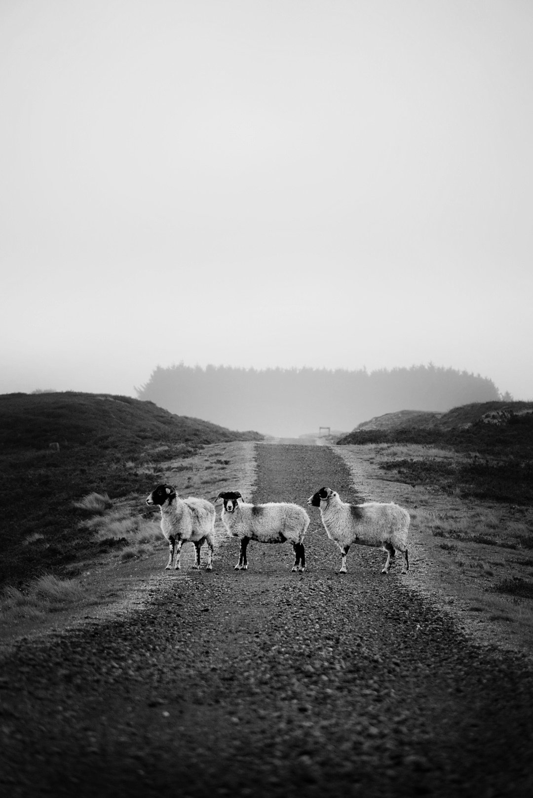 Three sheep blocking a moorland track in fog