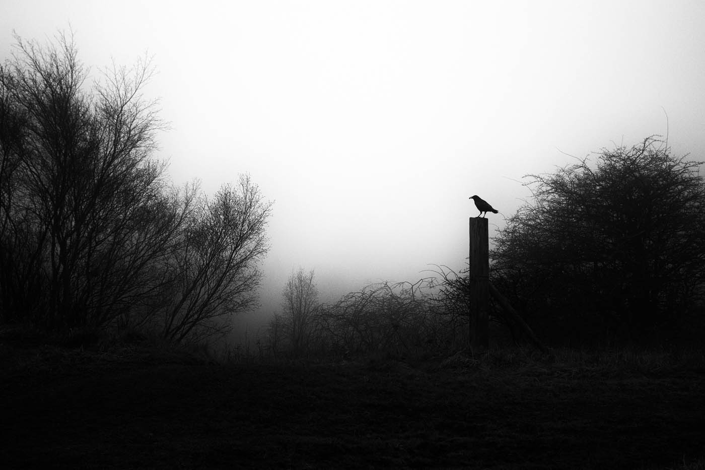 Blackbird in the fog