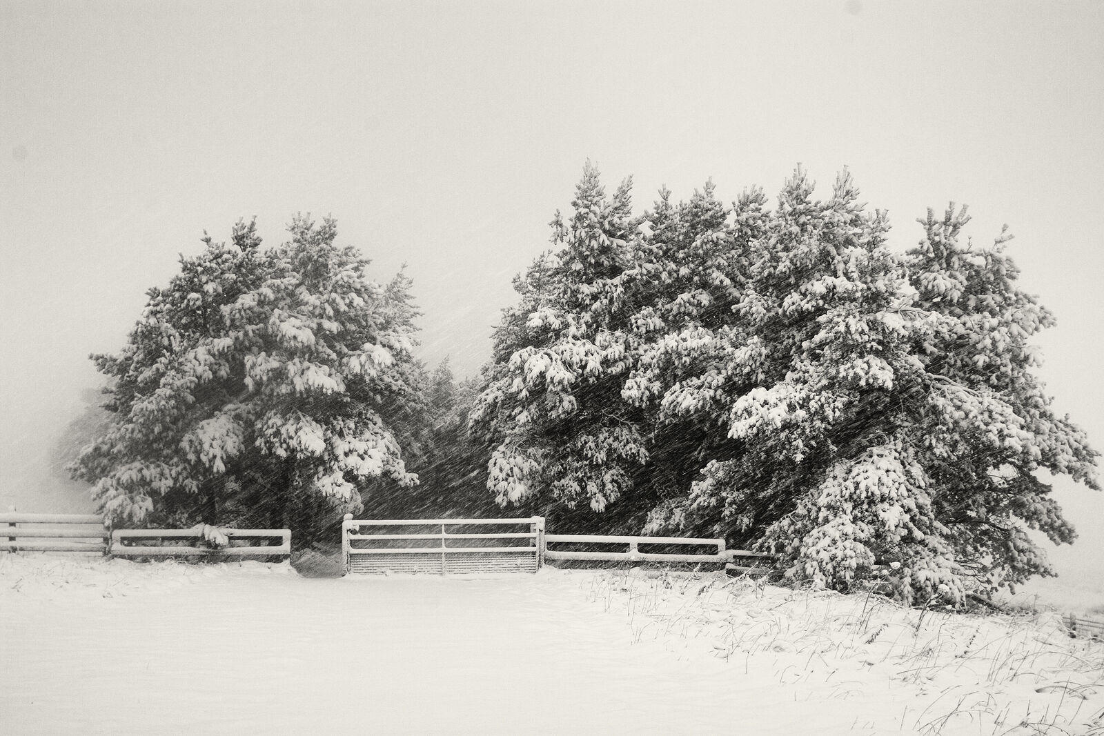 Trees on a snowy day