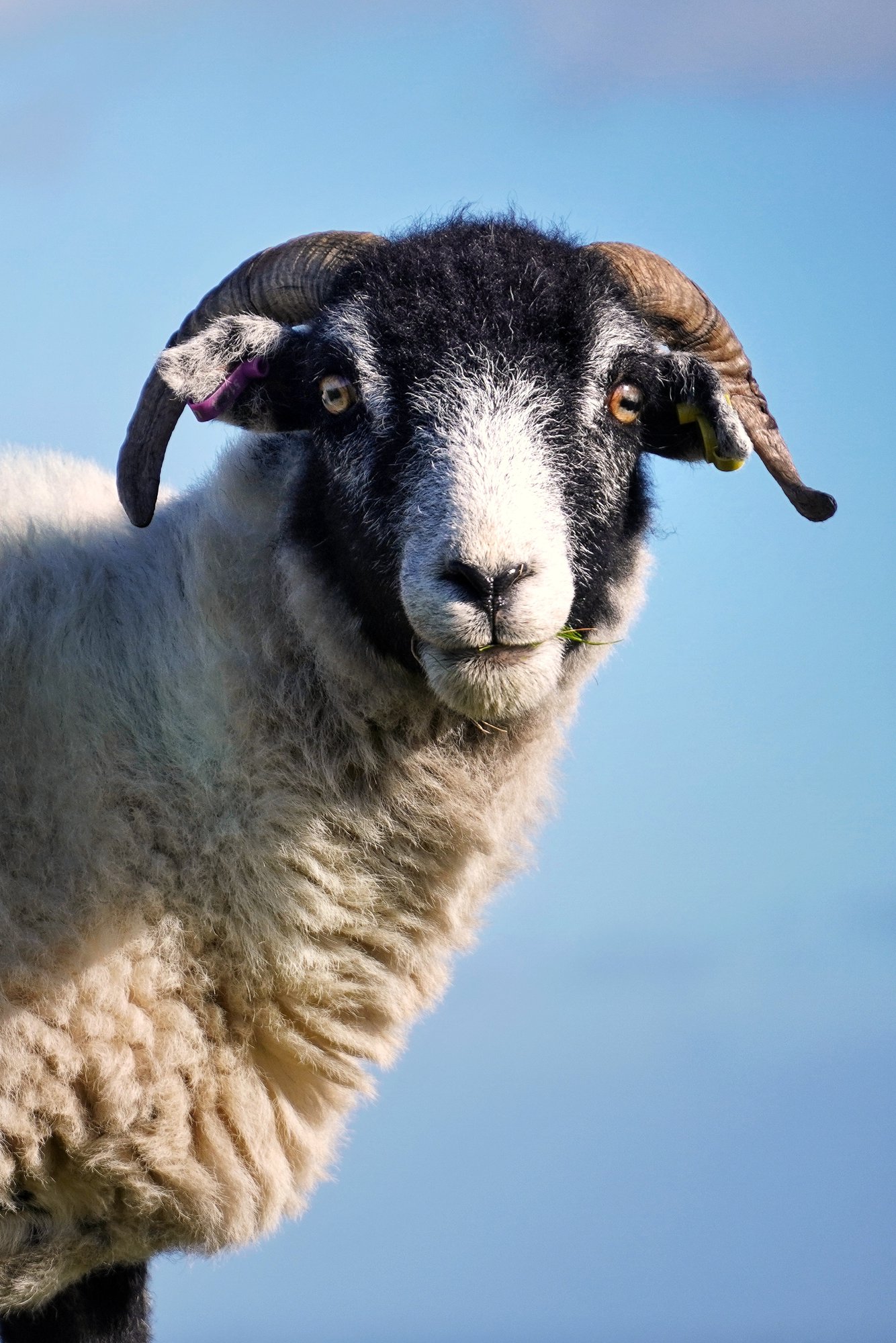 Swaledale sheep portrait against a clear blue sky