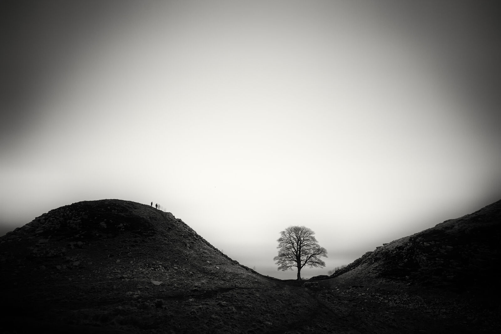 Sycamore Gap, infamous tree
