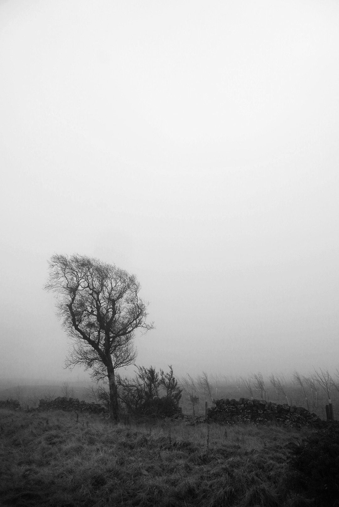 Lone windswept tree in thick fog beside a dry stone wall