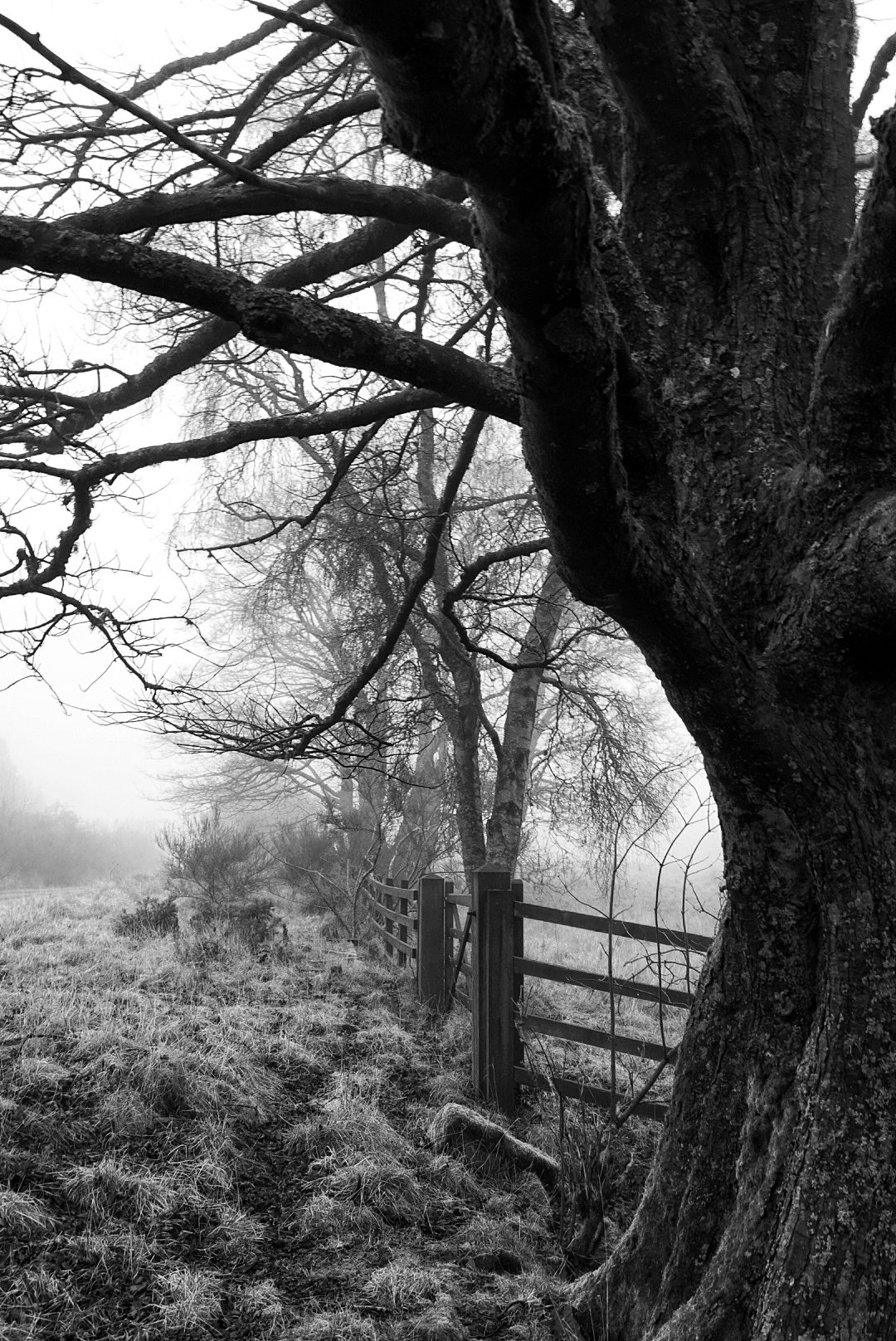 Gnarled winter tree and wooden gate in a misty field